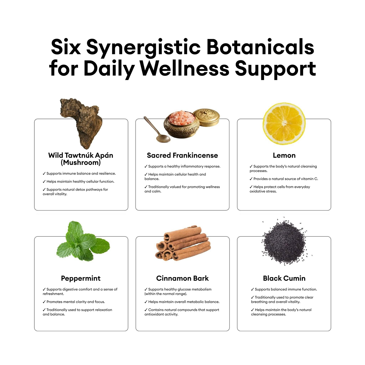 Wild Tawtnuk Apán Mushroom Super Daily