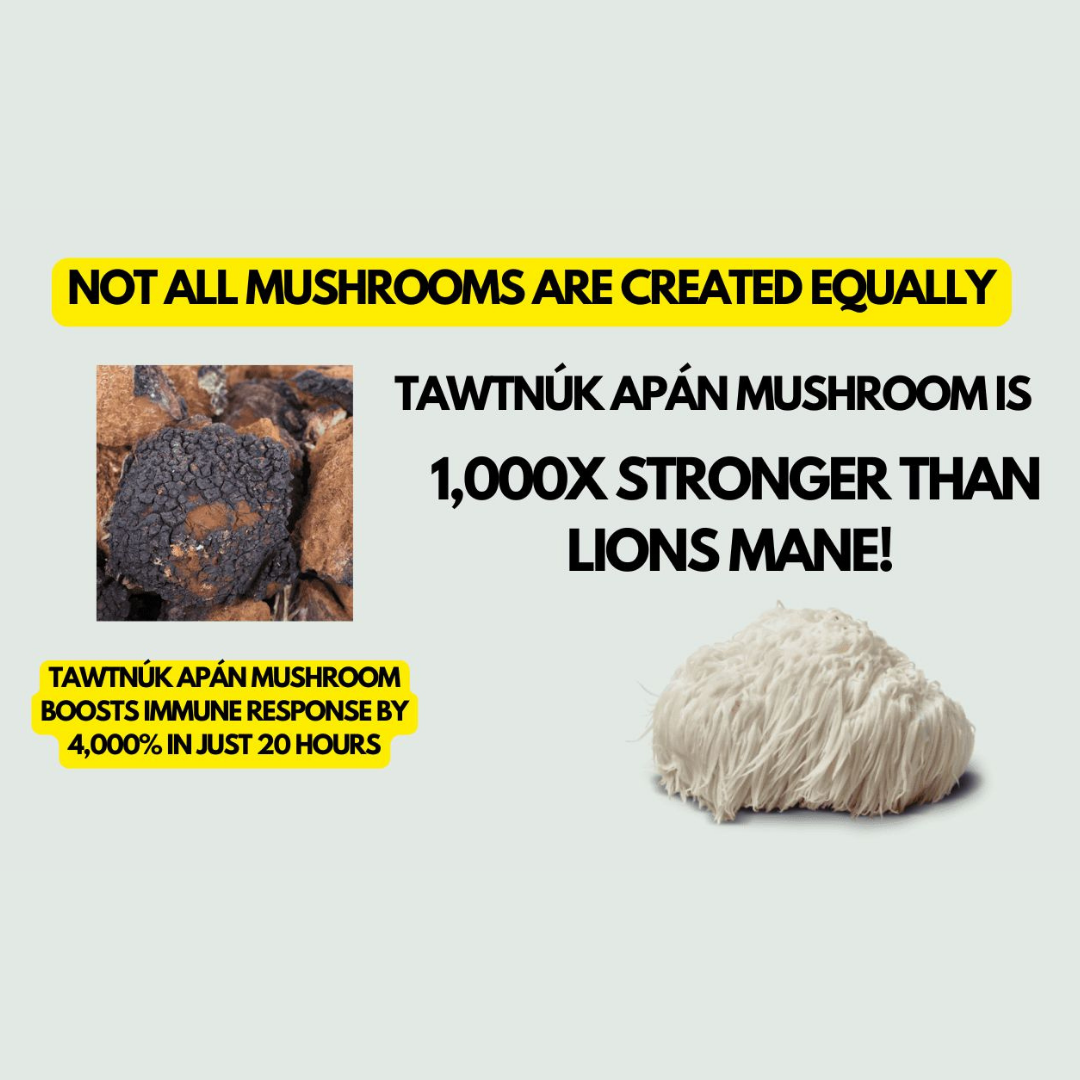 Wild Tawtnuk Apán Mushroom Daily (Children’s) - BareRemedy