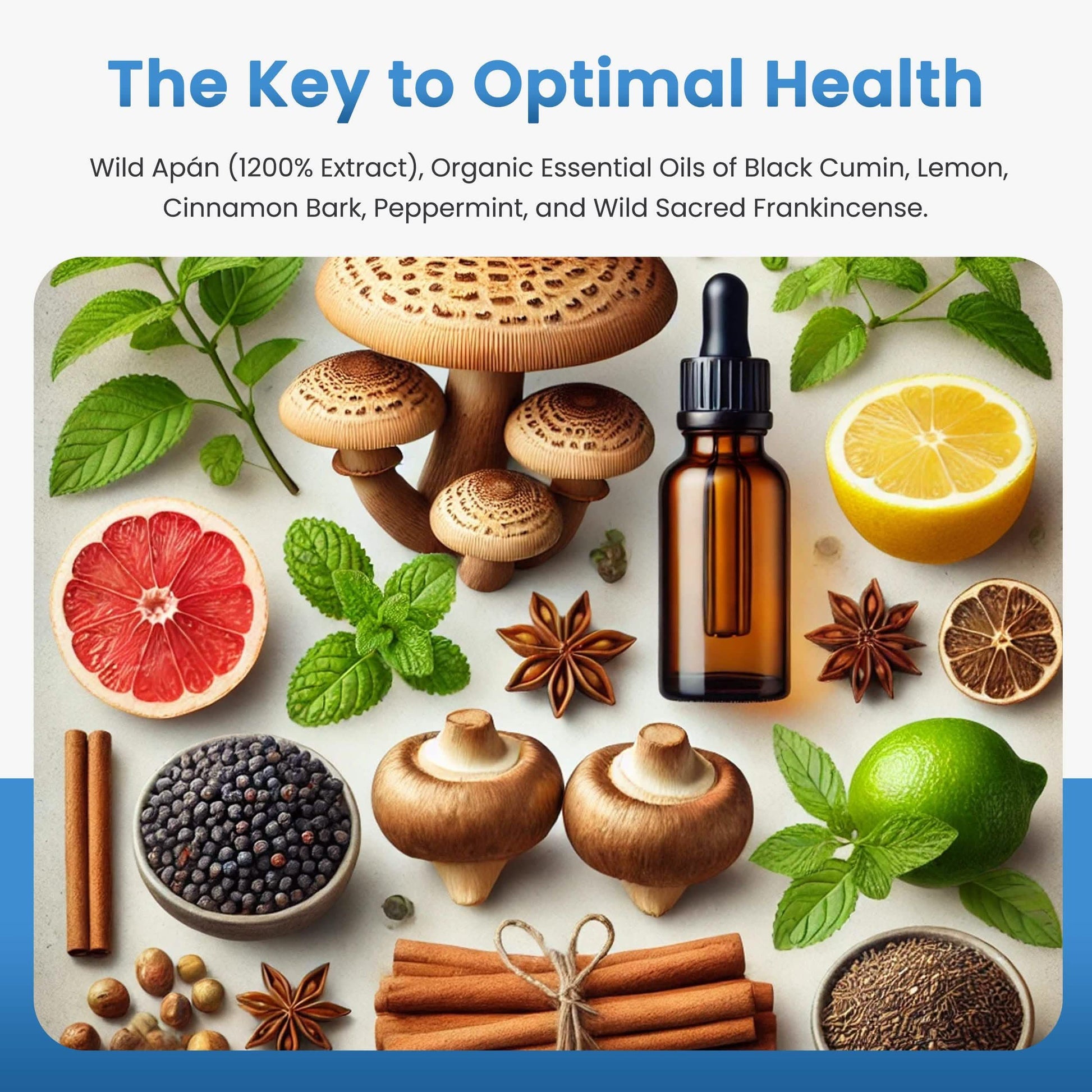 Wild Tawtnuk Apán Mushroom Daily (Children’s) - BareRemedy